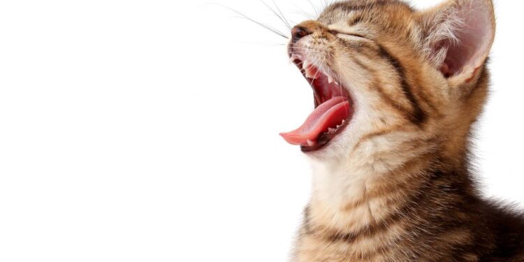 Saiba por que bocejamos quando vemos alguém bocejar, segundo a psicologia