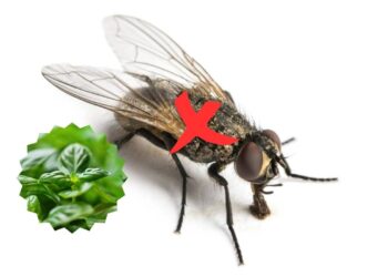 Plantas tóxicas para insetos, mas são seguras no cultivo doméstico