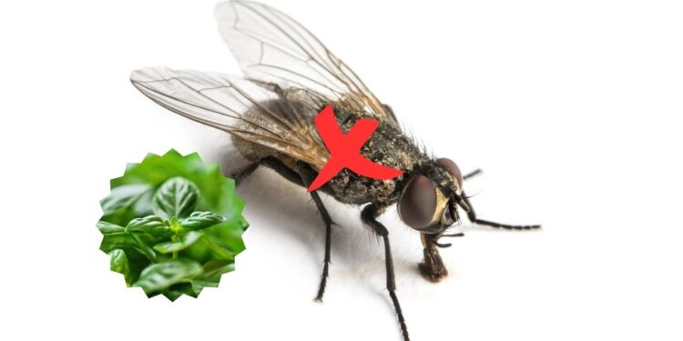 Plantas tóxicas para insetos, mas são seguras no cultivo doméstico