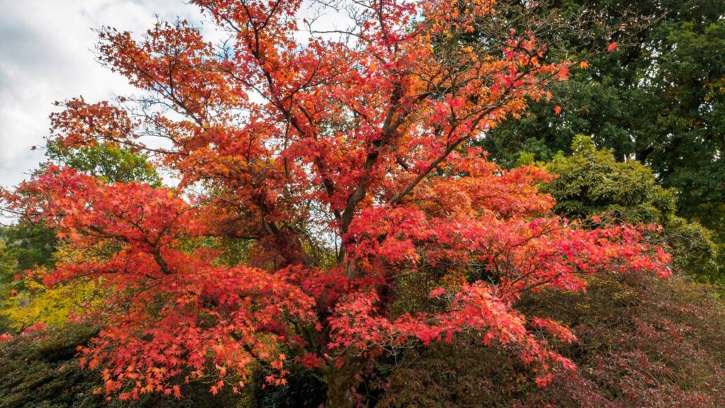 Sombra sem bagunça: saiba quais são as árvores perfeitas para o seu jardim