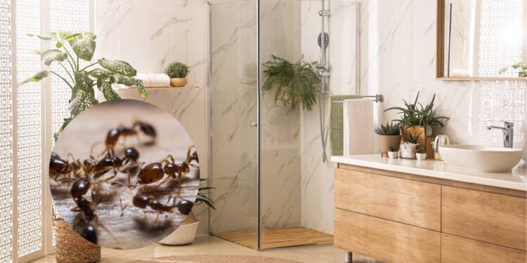 Estes itens esquecidos no box do banheiro atrai pragas