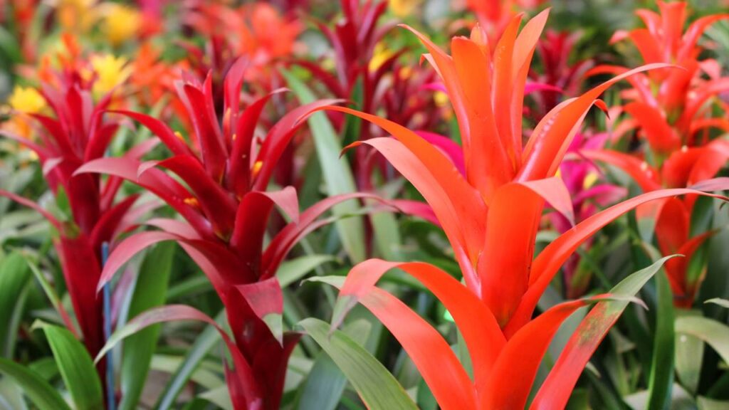 Signo de Touro ama plantas resistentes e cheias de beleza natural