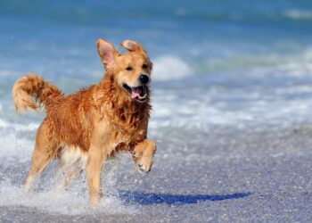 Por que os cães ficam muito agitados em determinados momentos, segundo especialista