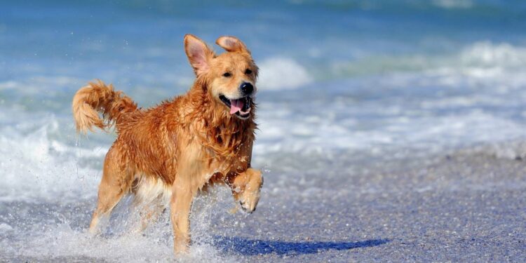 Por que os cães ficam muito agitados em determinados momentos, segundo especialista