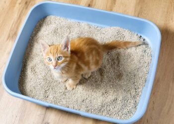 Onde colocar a caixa de areia do gato sem gerar odores pela casa