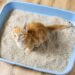 Onde colocar a caixa de areia do gato sem gerar odores pela casa