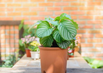 Nem só verdes, nem só flores: plantas que surpreendem pela cor e textura