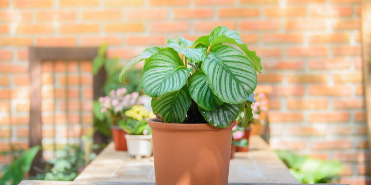 Nem só verdes, nem só flores: plantas que surpreendem pela cor e textura