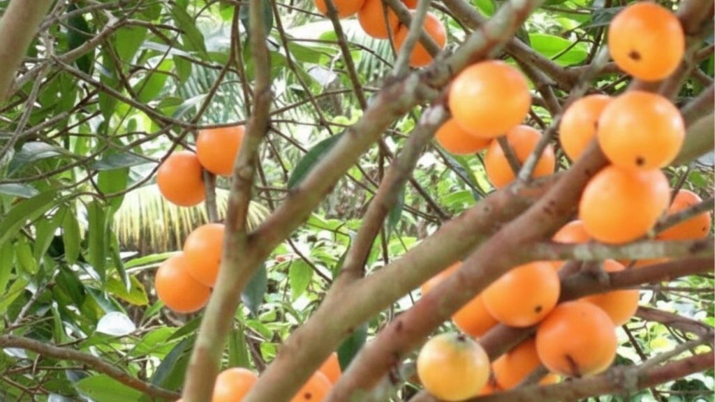 Pequenas árvores nativas com frutos mais ricos em vitamina que uma laranja