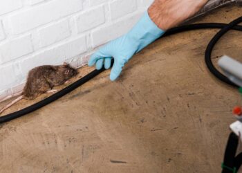 Esta mistura expulsa os camundongos da sua casa sem produtos químicos