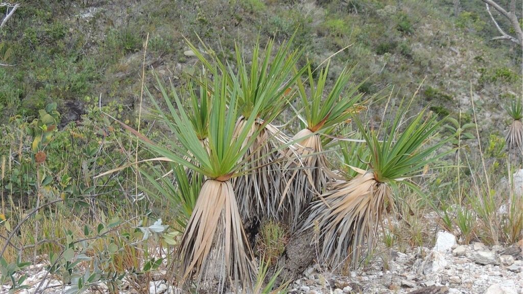 Cicatrização mais rápida e alívio da dor com esta planta resistente ao fogo