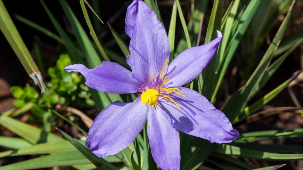 Cicatrização mais rápida e alívio da dor com esta planta resistente ao fogo