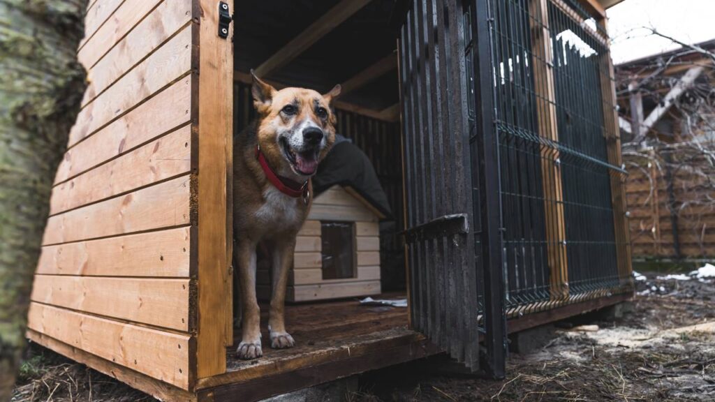 Este produto de limpeza pode estar espalhando pulgas no seu quintal