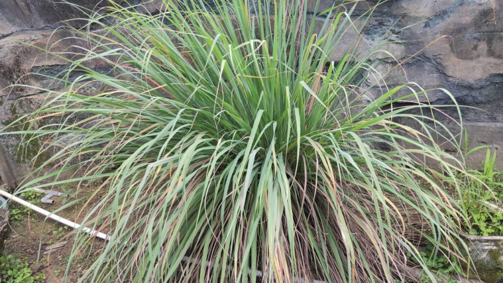 Como usar capim-limão para afastar mosquitos e deixar o ar mais leve