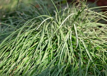 A planta que age com efeito antiansiedade e calmante natural para melhorar o sono