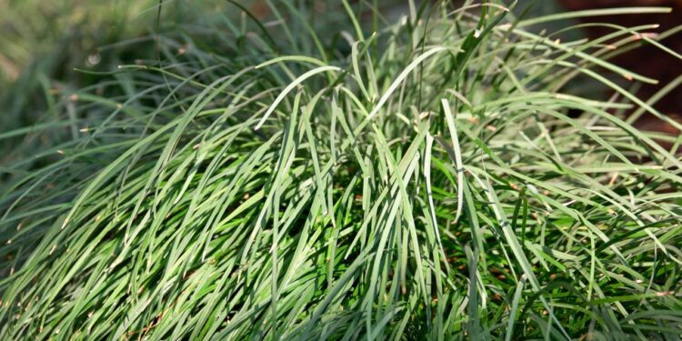 A planta que age com efeito antiansiedade e calmante natural para melhorar o sono