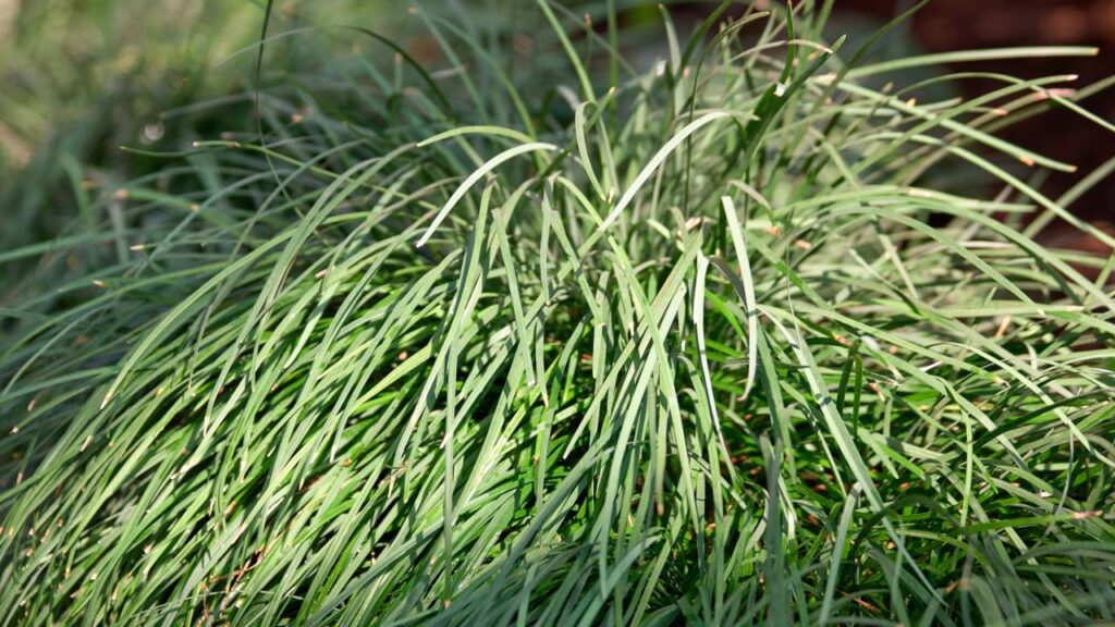 Use essas plantas para nunca mais ter mosquitos na sua casa