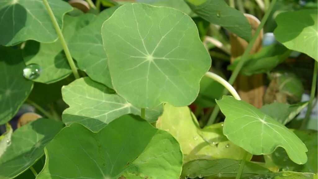 Esta planta fortalece a saúde e é ótima para a imunidade