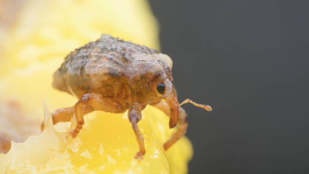 Como proteger seus móveis de ataques que destroem a madeira rapidamente