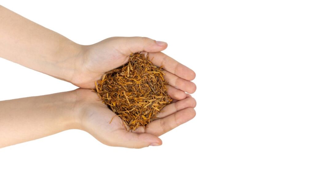 Energia, foco e libido: a planta natural que virou aliada da rotina