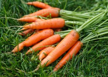Como conservar cenouras por mais tempo com truques simples