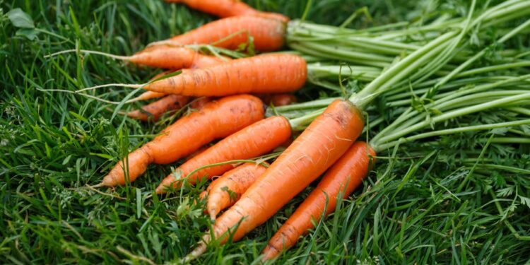 Como conservar cenouras por mais tempo com truques simples