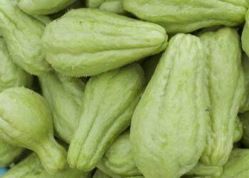 Dicas para conservar chuchu fresco e preparar pratos leves