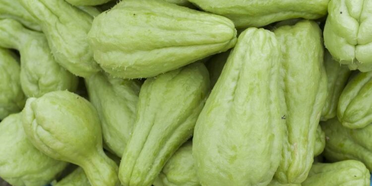 Dicas para conservar chuchu fresco e preparar pratos leves