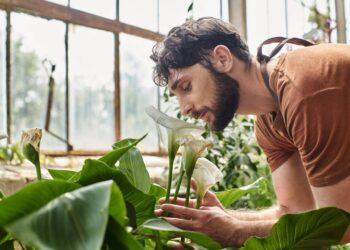 Essas plantas melhoram o sono, aliviam o estresse e renovam a energia da casa