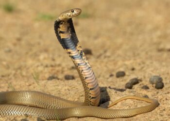 As 3 plantas que atraem cobras e não devem estar no quintal