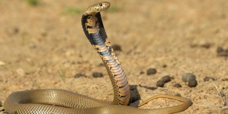 As 3 plantas que atraem cobras e não devem estar no quintal
