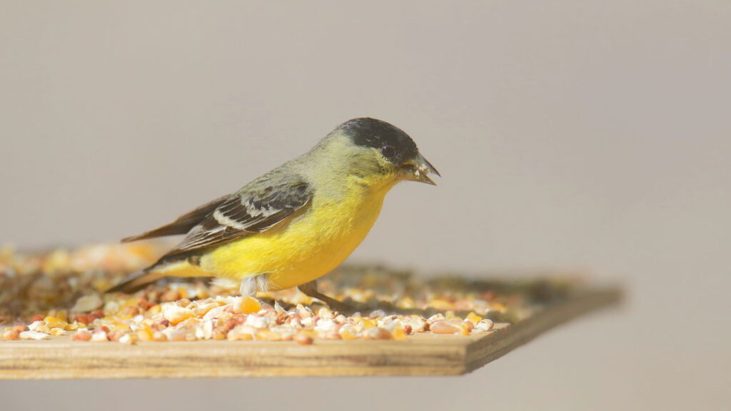 Ratos e camundongos não entrarão mais em seu jardim se você eliminar esse item