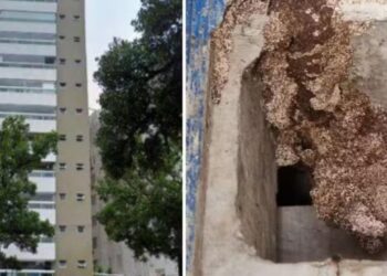 Construtora é condenada a pagar R$ 150 mil após infestação de cupins em prédio