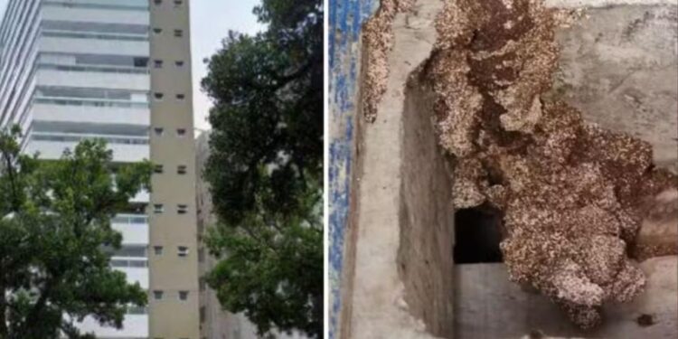 Construtora é condenada a pagar R$ 150 mil após infestação de cupins em prédio