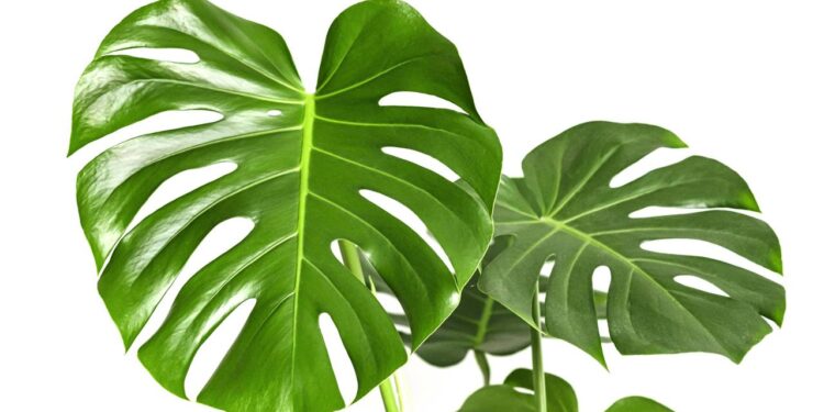 Conheça a planta ideal para o signo de Libra