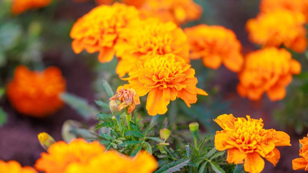 Essa flor vibrante repele mosquitos e traz alegria ao quintal