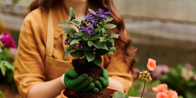 Astrologia explica por que cuidar de plantas reduz o estresse