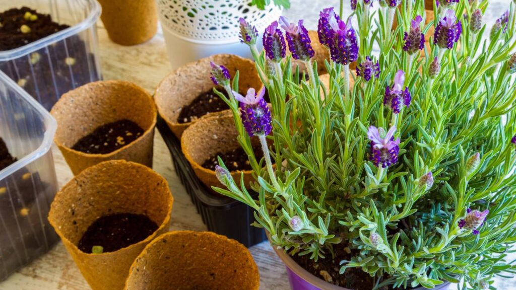 Saiba quais são as plantas ideais para o signo de Escorpião