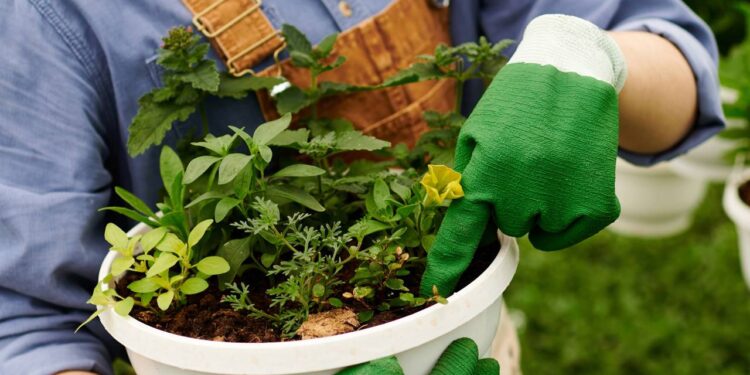 Ervas medicinais que aumentam energia e ajudam no foco e na digestão