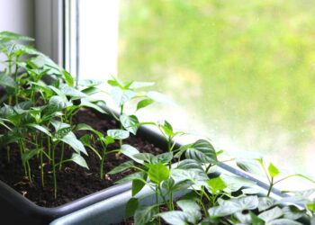 3 frutas para plantar em vasos e colher doçura até em espaços pequenos