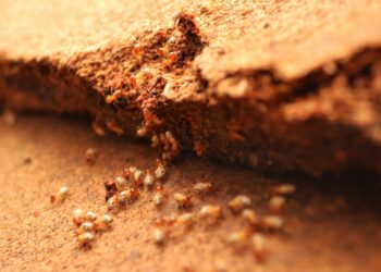 Desencostar o sofá da parede pode evitar uma infestação de cupins