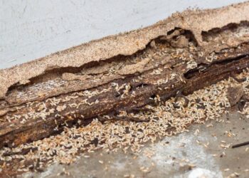 Este tipo de acabamento pode estar enchendo seus móveis de cupins