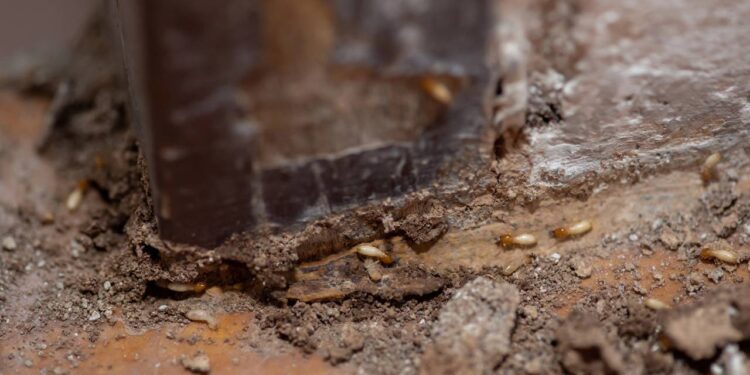 Como eliminar cupins e traças dos móveis de forma natural e segura