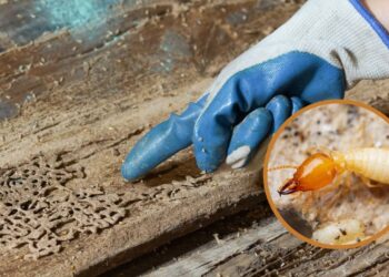 Como evitar que a madeira úmida se torne ambiente perfeito para pragas