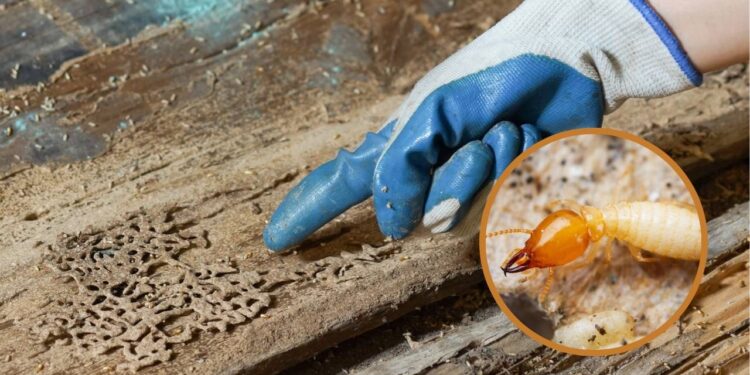 Como evitar que a madeira úmida se torne ambiente perfeito para pragas