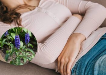 Esta planta é o melhor tônico natural para o estômago