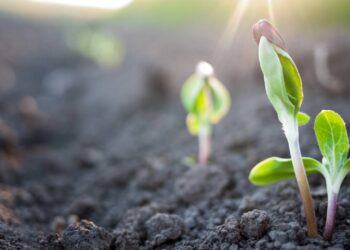 O truque definitivo para enraizar suas plantas em poucos passos