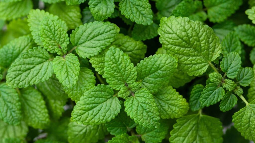 5 ervas medicinais que cuidam do corpo e da mente de forma natural