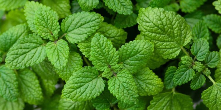 5 ervas medicinais que cuidam do corpo e da mente de forma natural