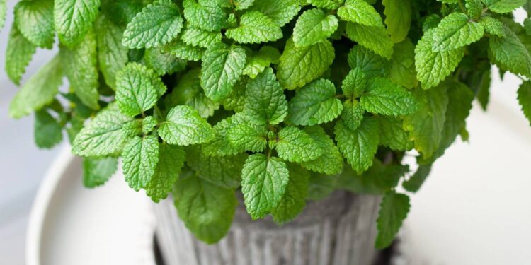 Chá de erva-cidreira ajuda na digestão e relaxa, mas exageros ou uso errado causam desconfortos